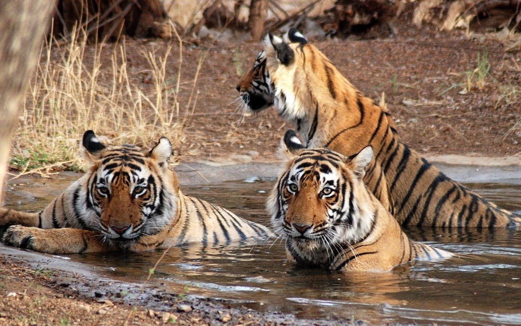 Rivers, Tigers and Tea: Experience the Best of Bangladesh