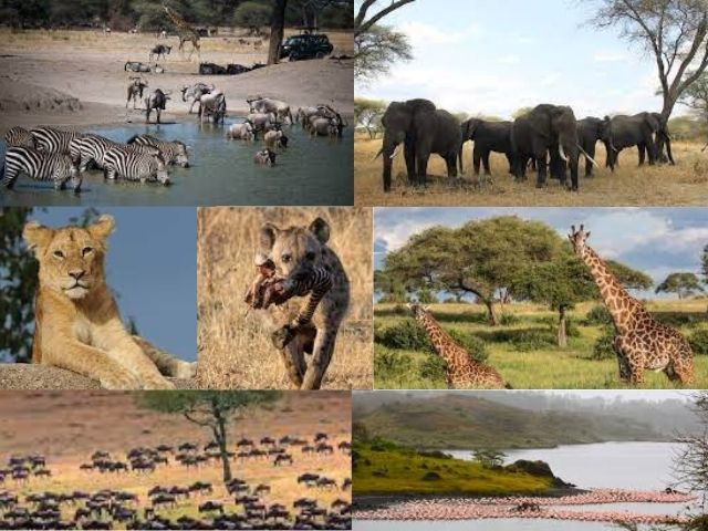 Discover The National Parks of Tanzania from Gaborone