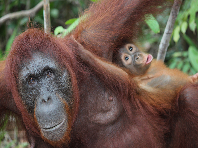 The Orangutan Experience of Borneo