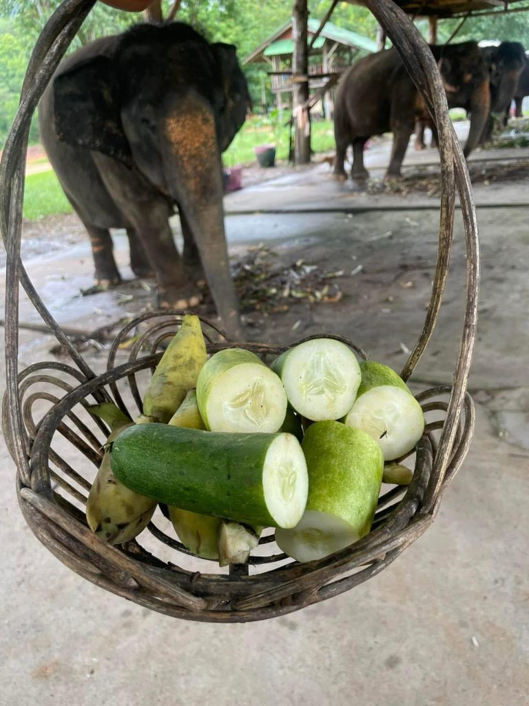 feeding an elephant local fruits & vegetables